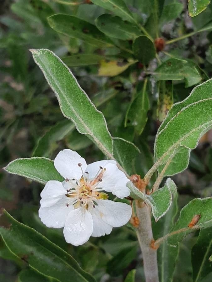 Peral de hoja de almendro 10
