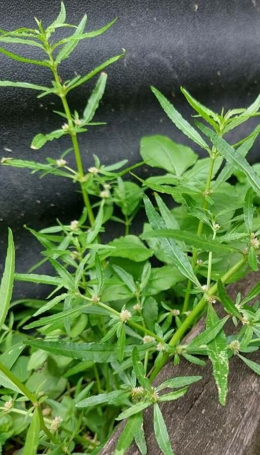 Alternanthera sessilis 18