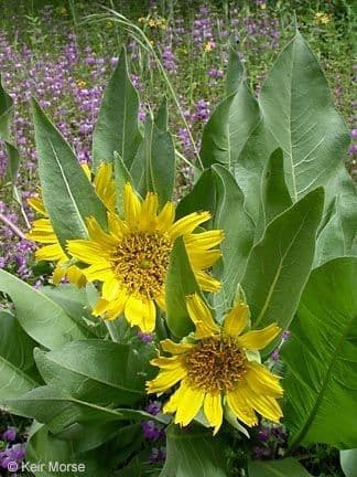 Wyethia helenioides 3