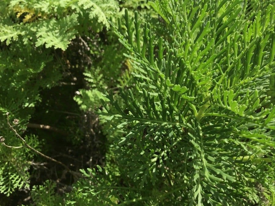 Gonospermum 6