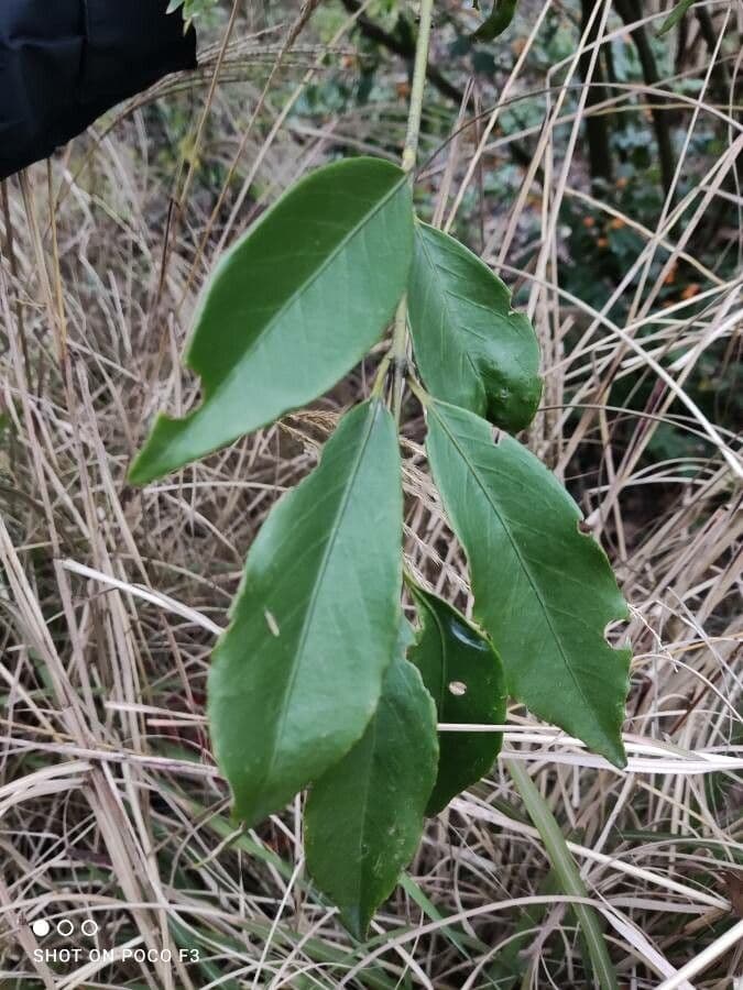 Euonymus myrianthus 16