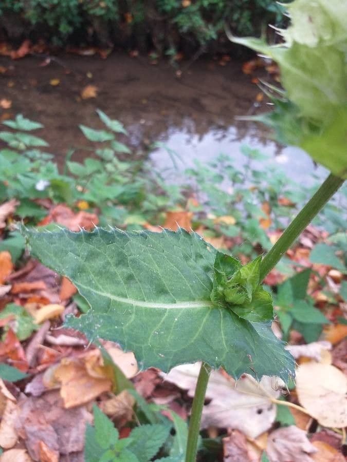 Kohldistel 19