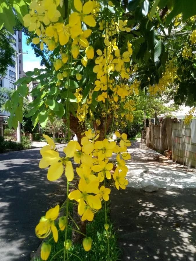 Cassia 6