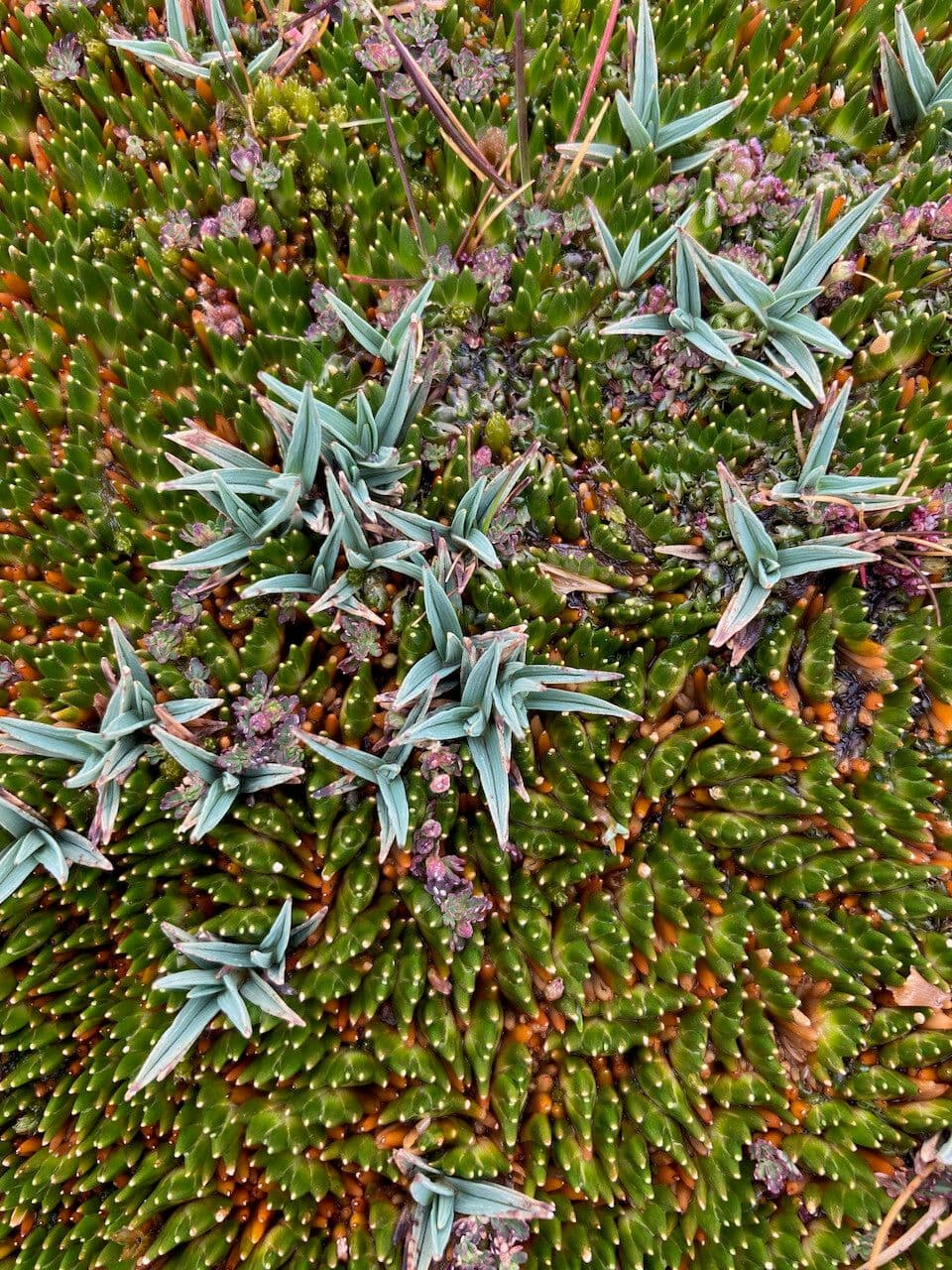 Phylloscirpus 3
