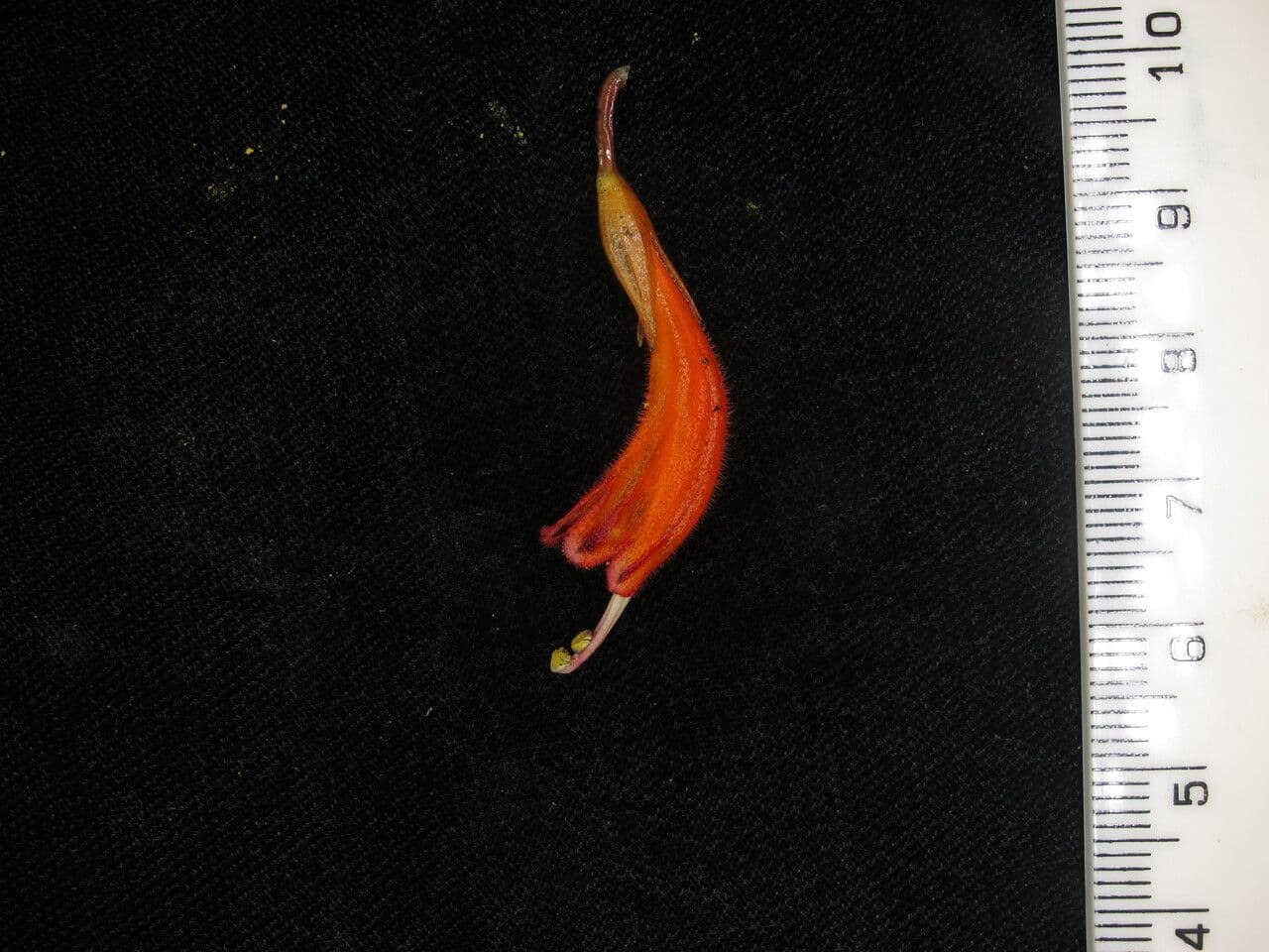 Kleinblütige Lippenstiftblume 3