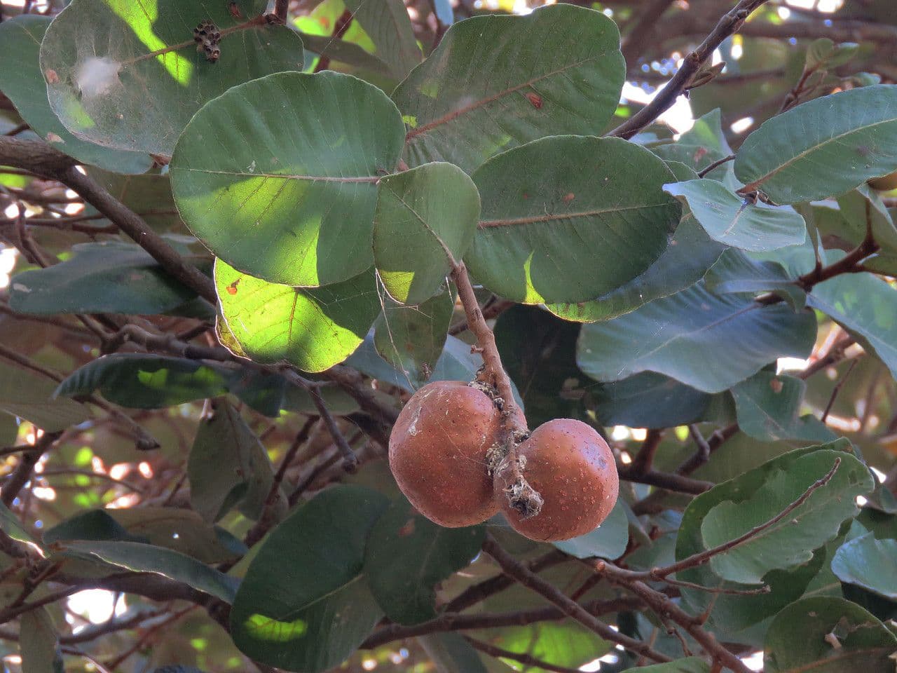 Neocarya 2