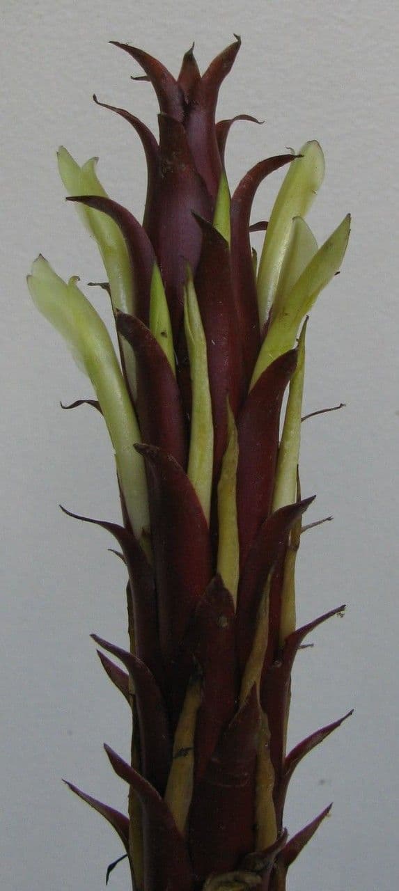 Überlappende Pitcairnia 12