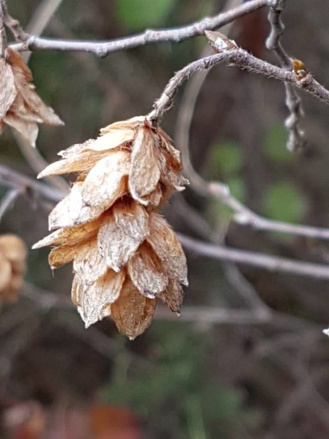Carpino nero 2