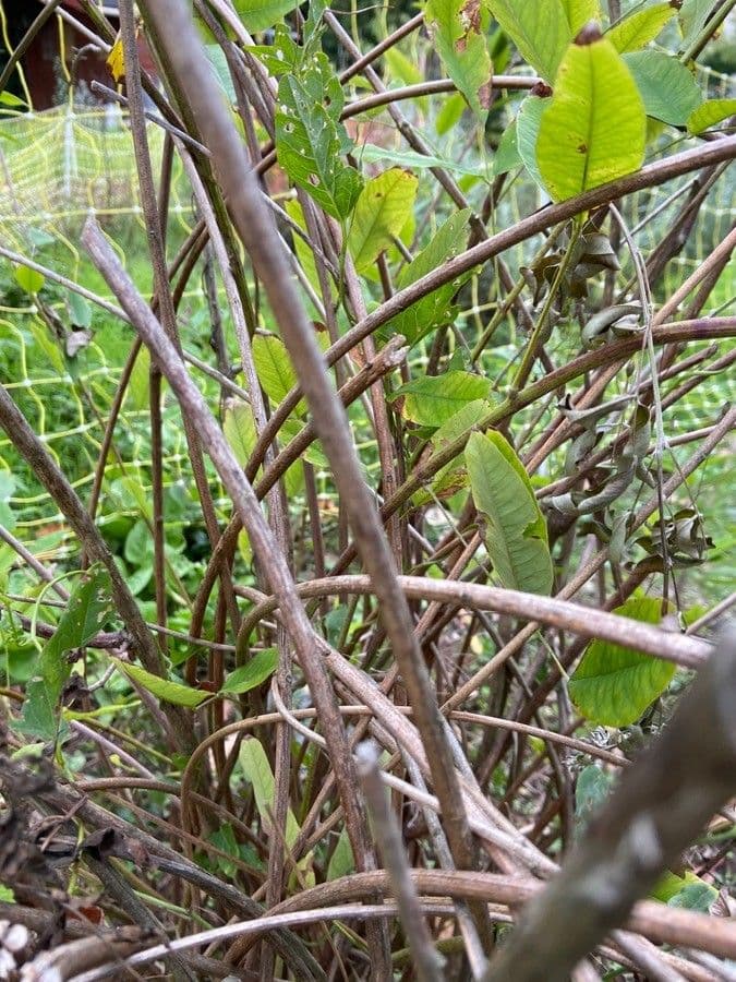 Lespedeza bicolore 24