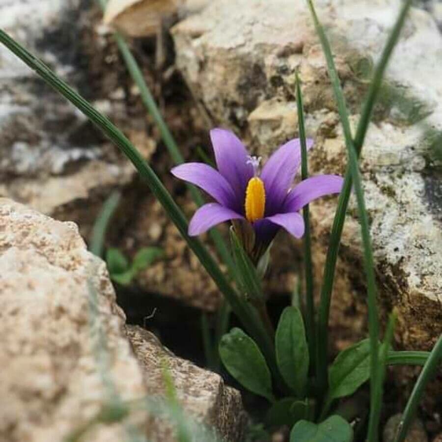 Romulea