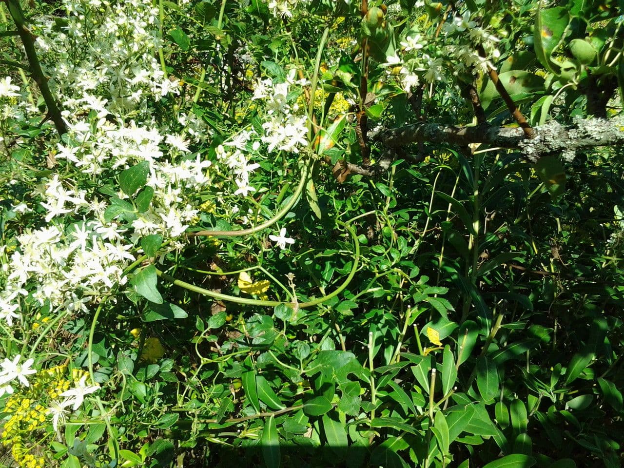 Clematítide 29