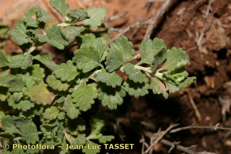 Teucrium buxifolium 7