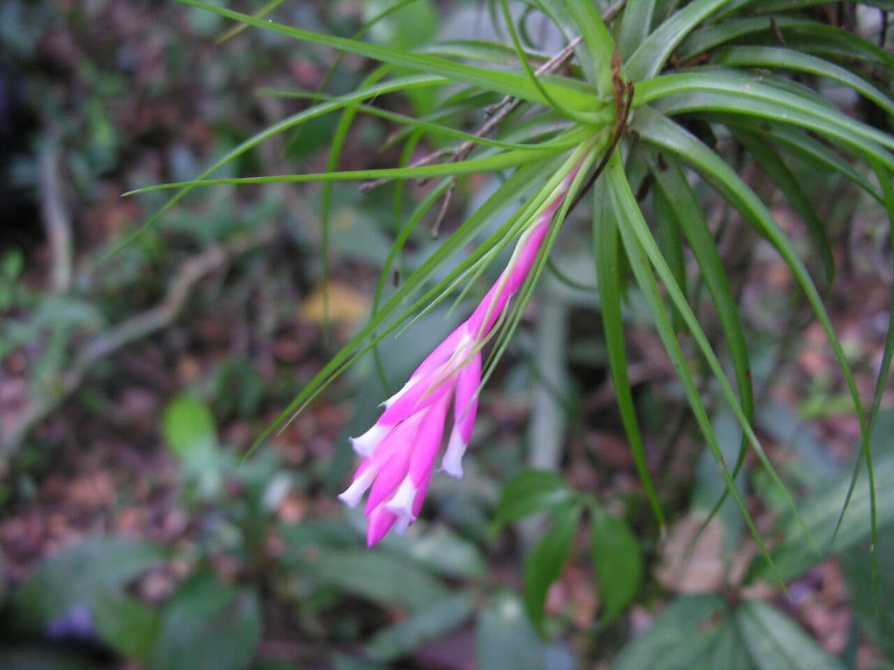 Tillandsia tenuifolia