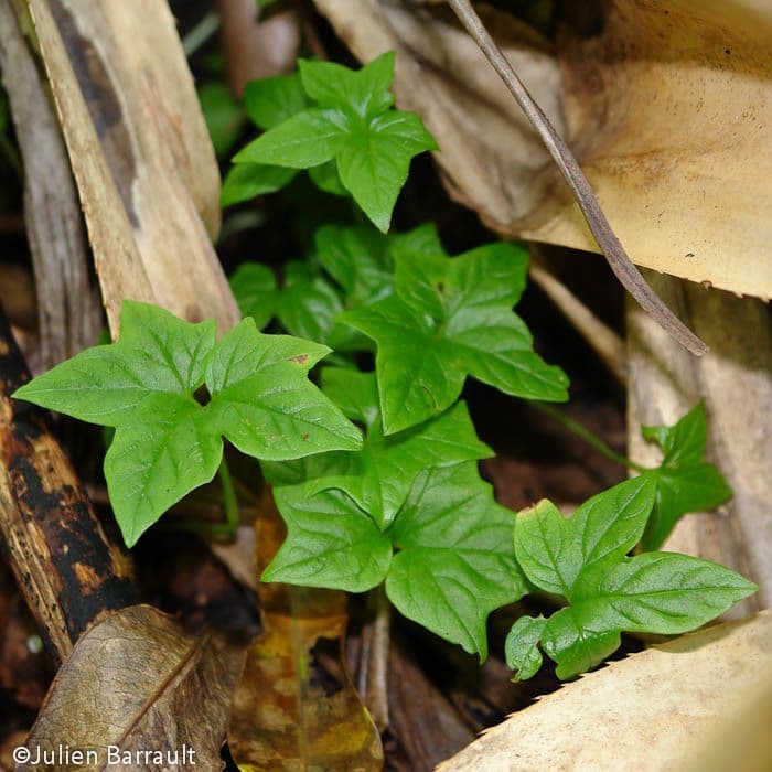 Východoindický arrowroot 17