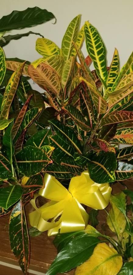 Croton variegato 20
