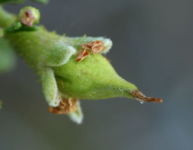 Purshia tridentata 4