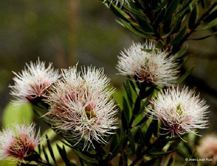 Teebaum