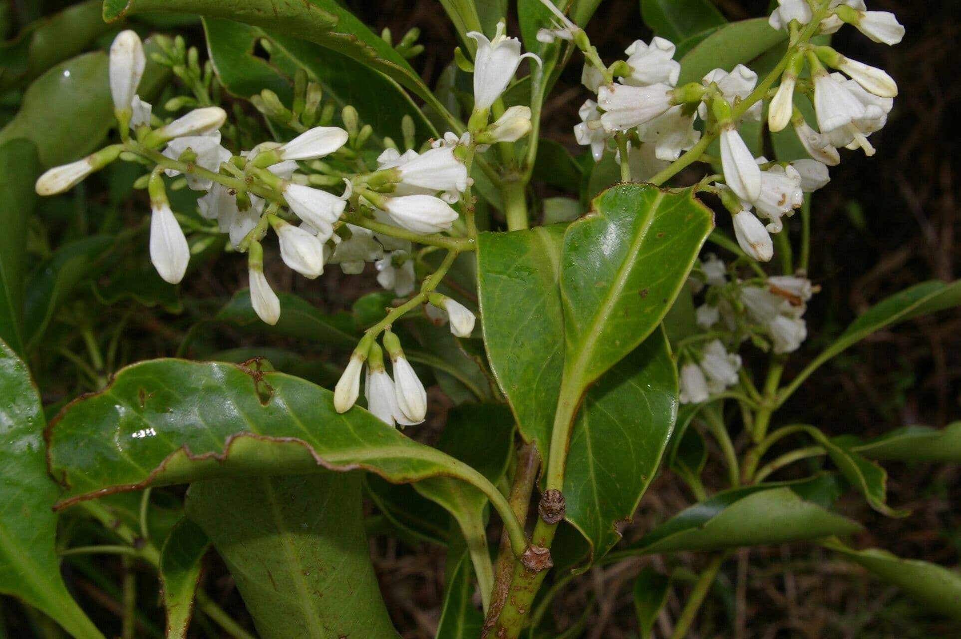 Chiococca 4