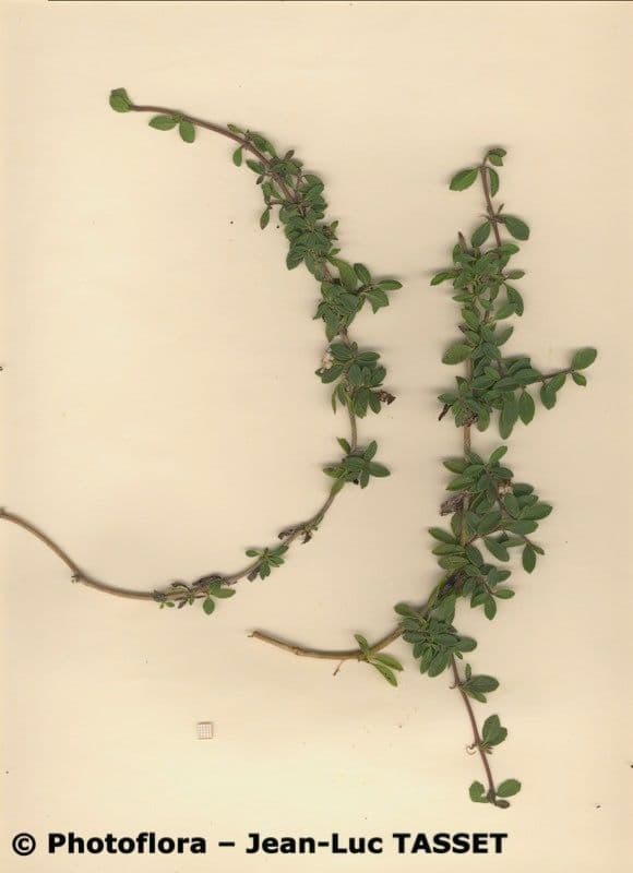 Fila nodiflora 23