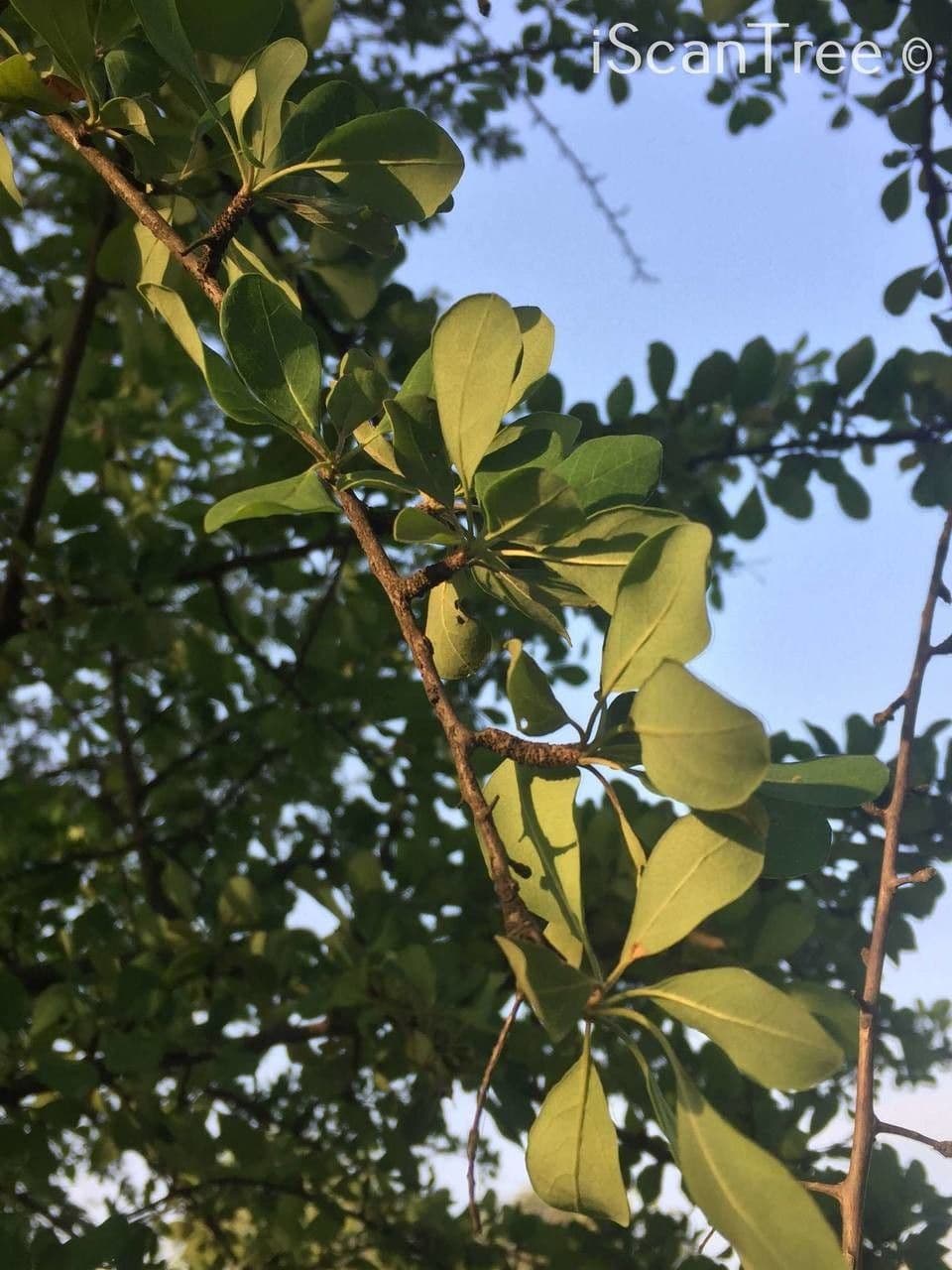 Terminalia 12