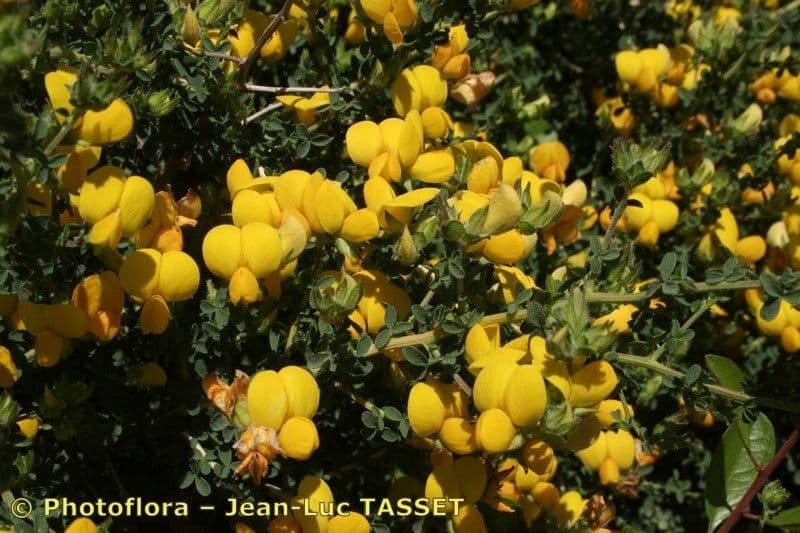 Adenocarpus 12