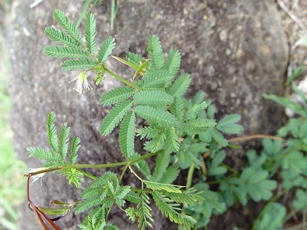 Desmanthus 4