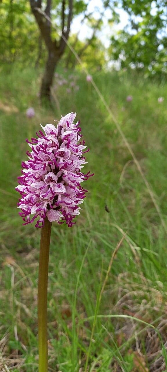 Orchide scimmia 18