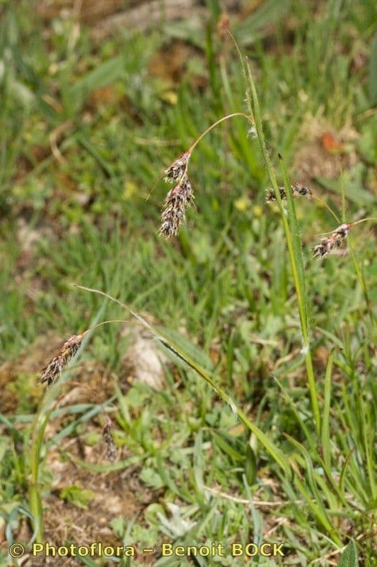 Junco pediforme 22
