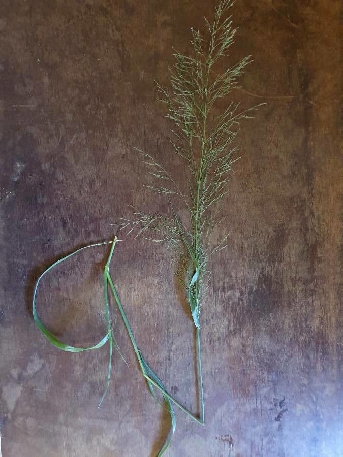 Sporobolus 2