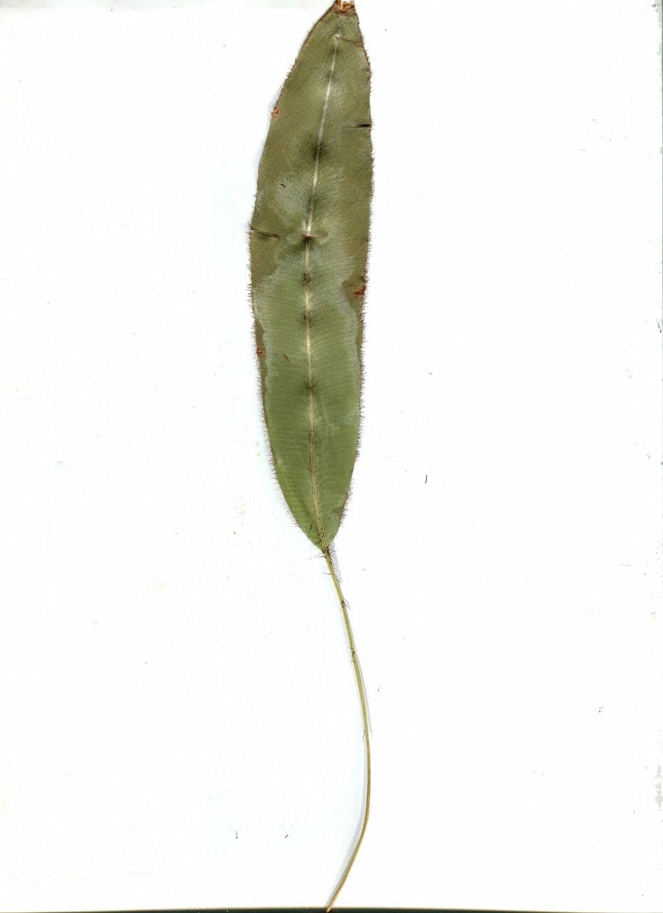 Elaphoglossum 10