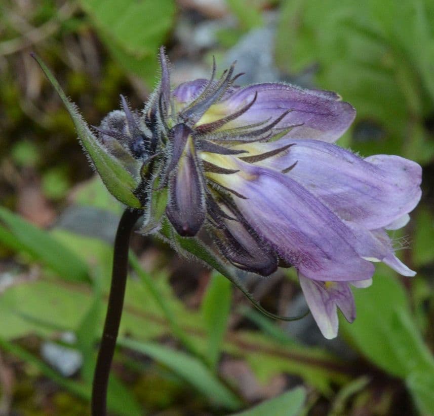 Penstemon 2