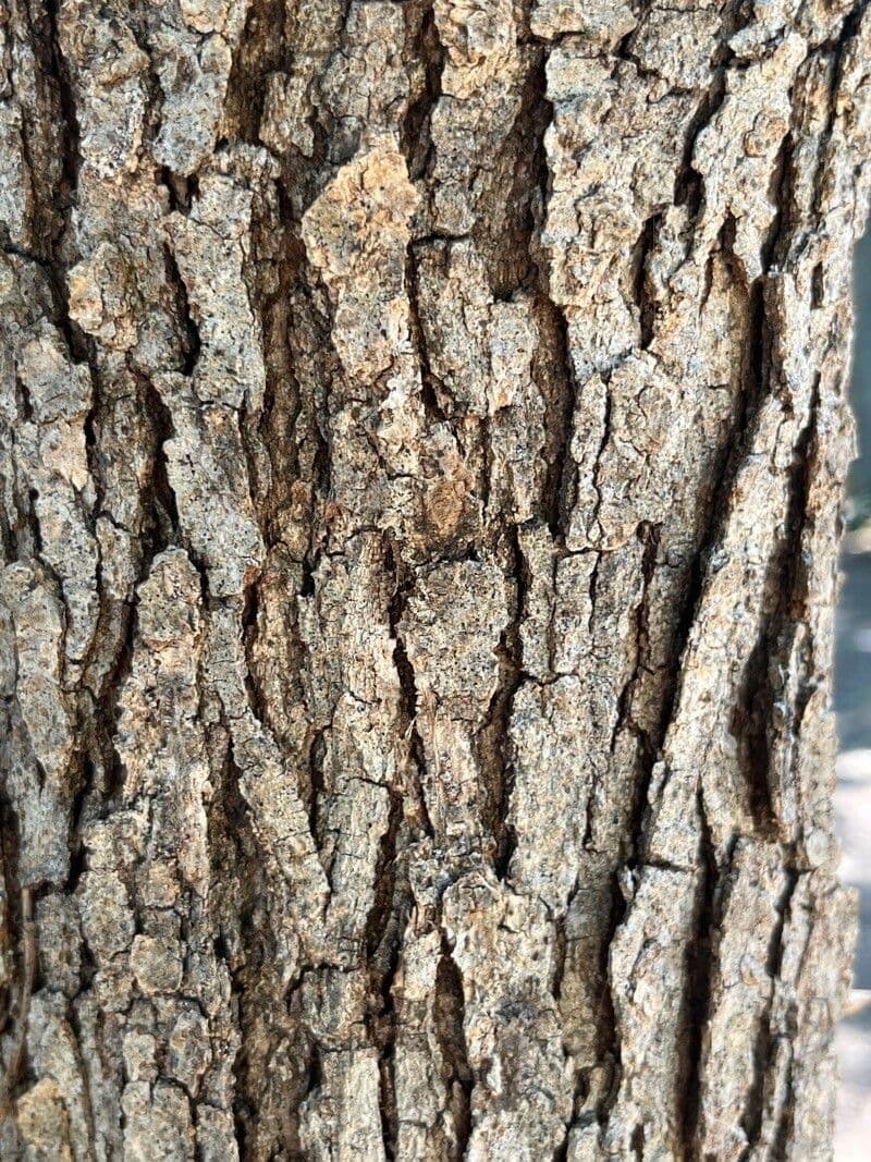 Roble estrellado 14