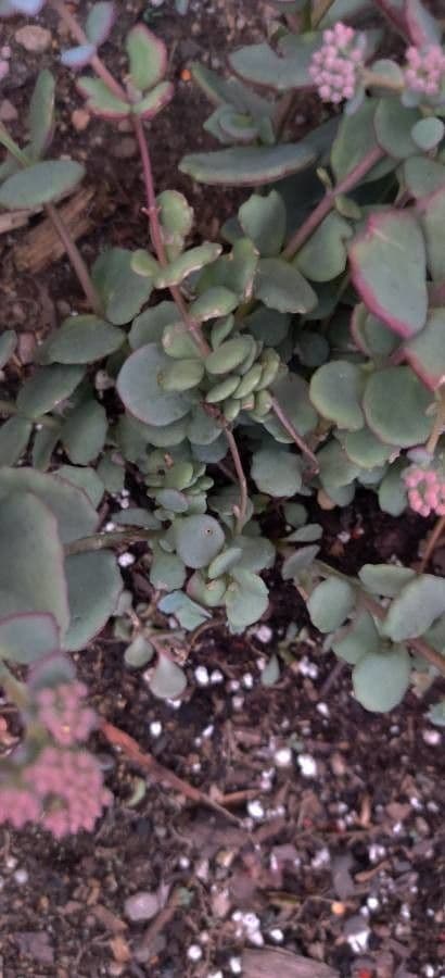 Sedum di Siebold 18