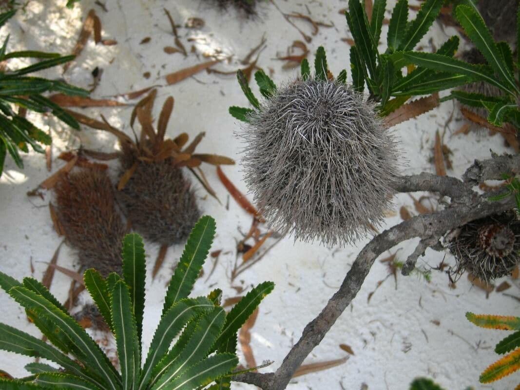 Banksia 2