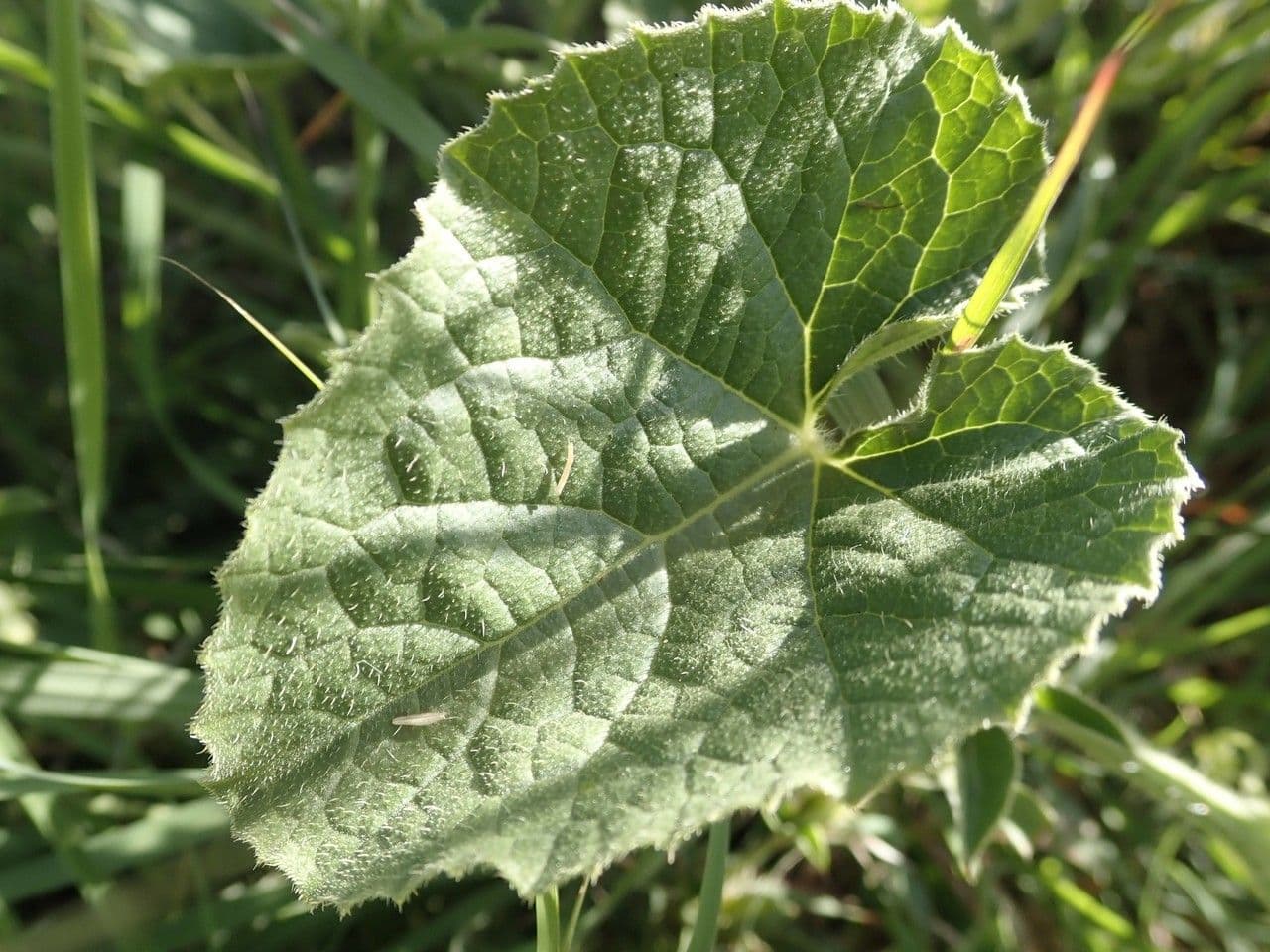 Cetriolo 8