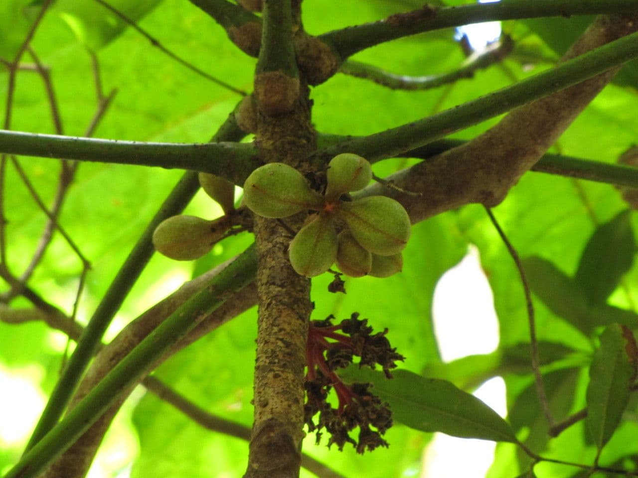 Acropogon 2