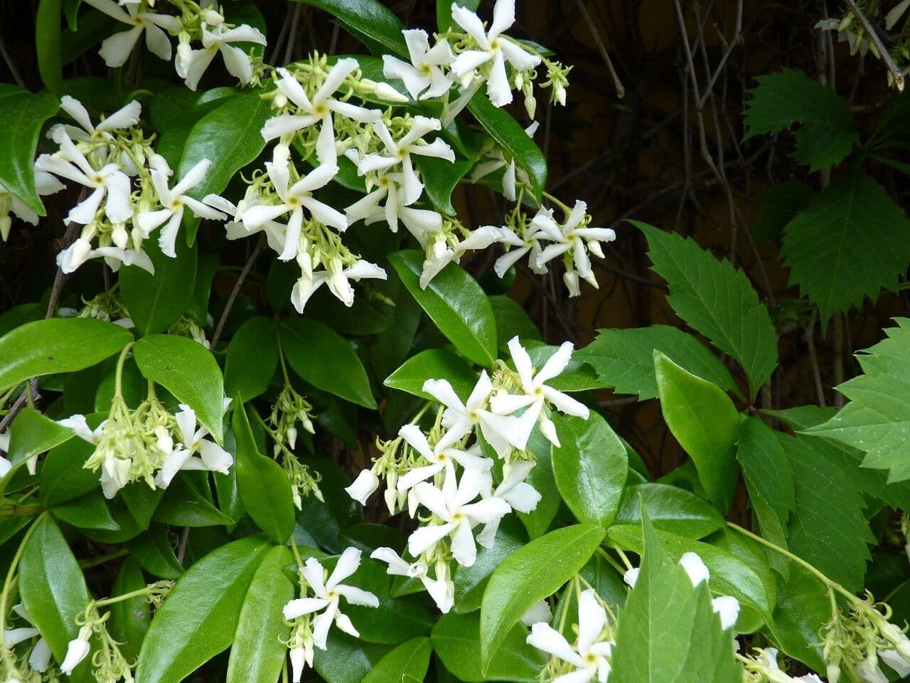 Tabernaemontana 4