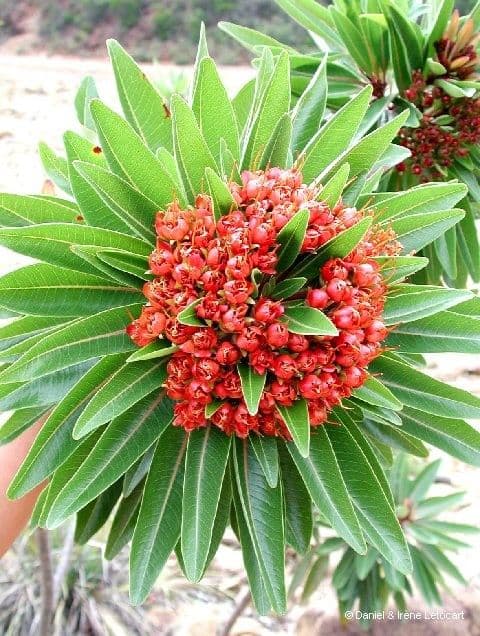 Xanthostemon 2