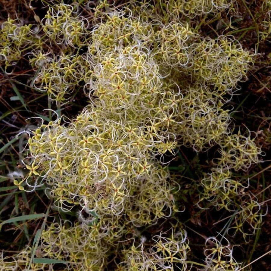 Clematítide 4