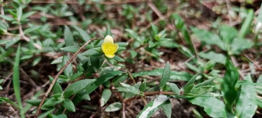 Portulaca 2
