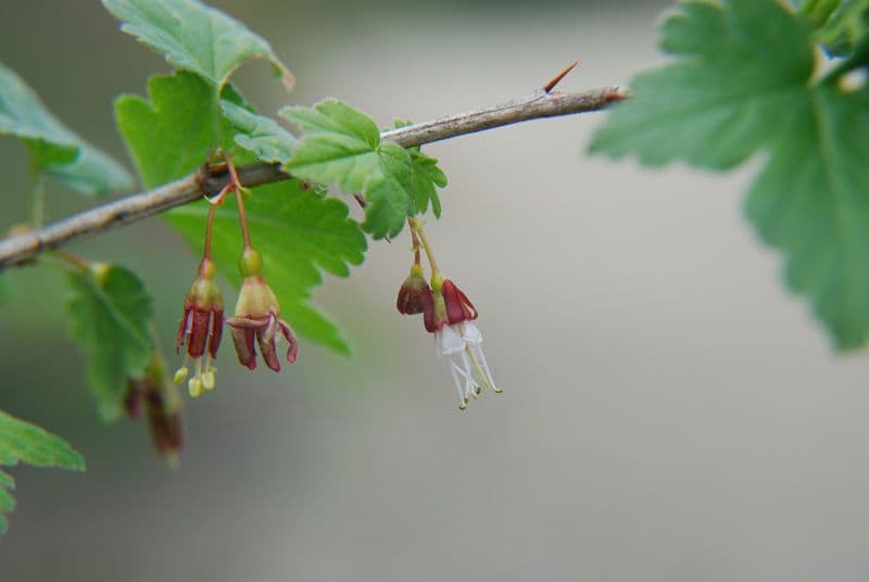 Ribes divaricato 6