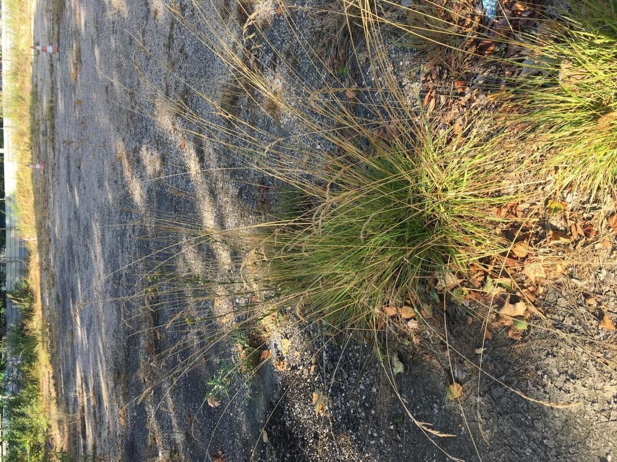 Festuca armoricana 2