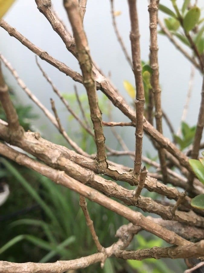 Nematanthus 18