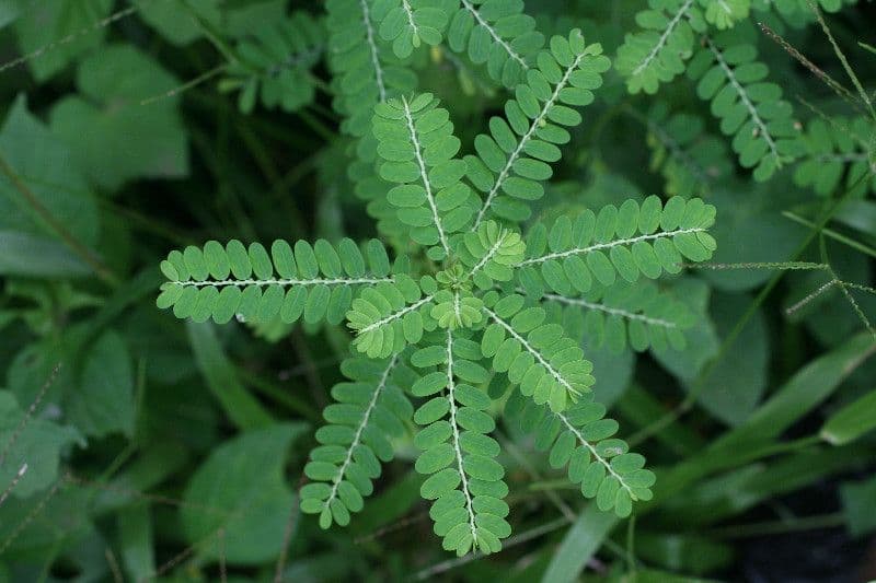 Fyllantus 9