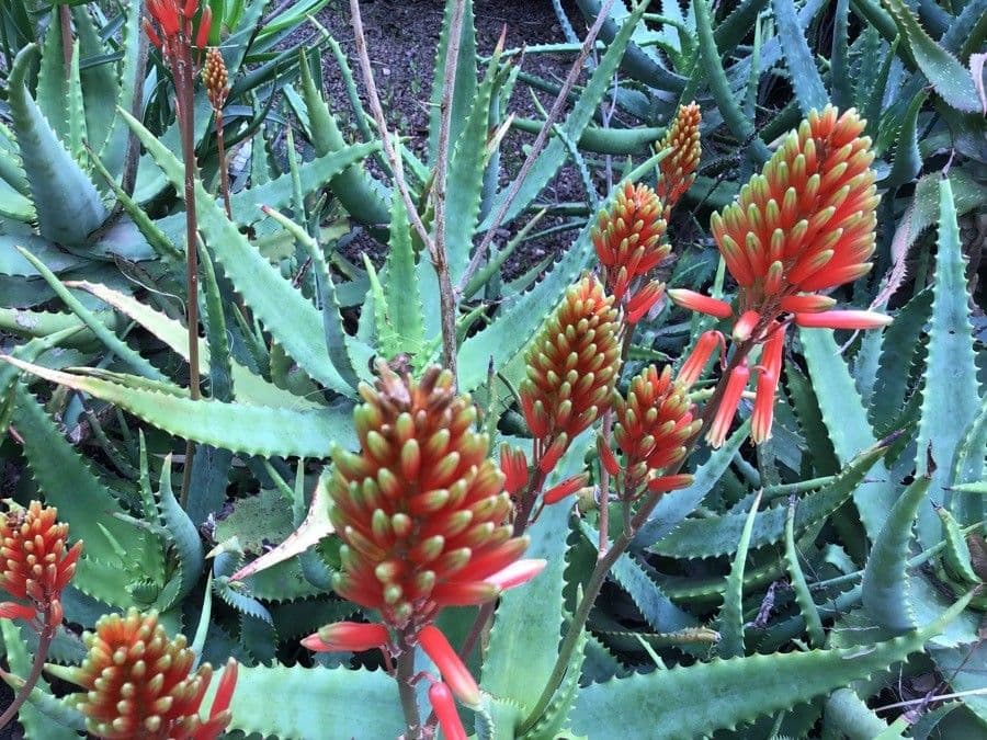 Aloe a righe