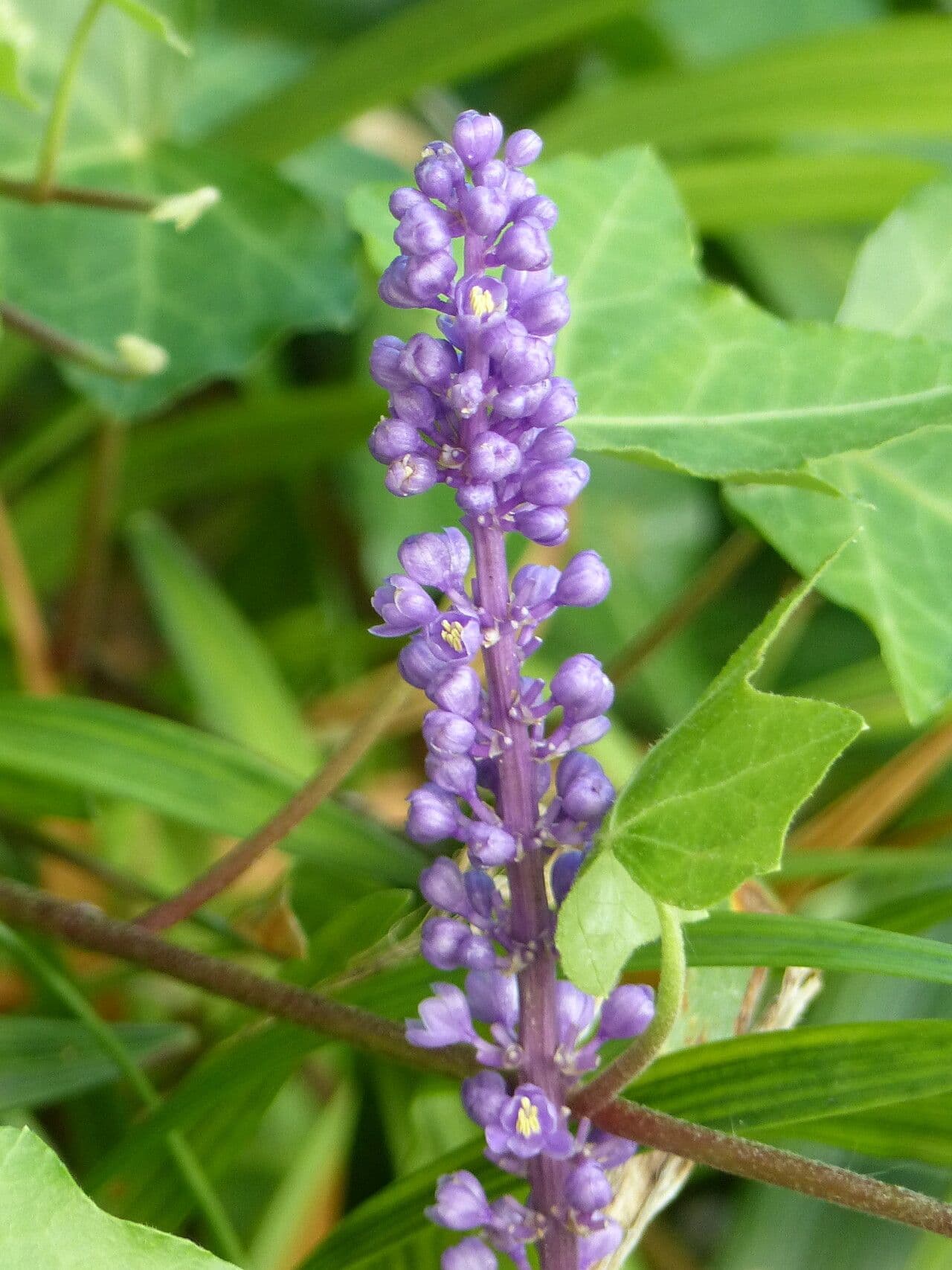 Liriope spicata 4