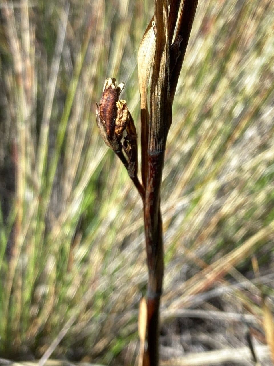 Iris del Chimborazo 14