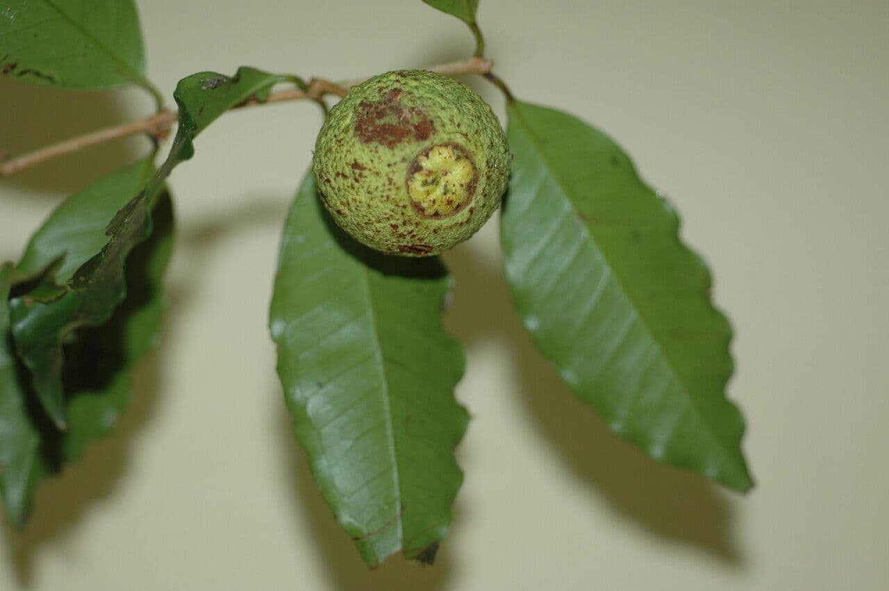 Eugenia neoverrucosa 2