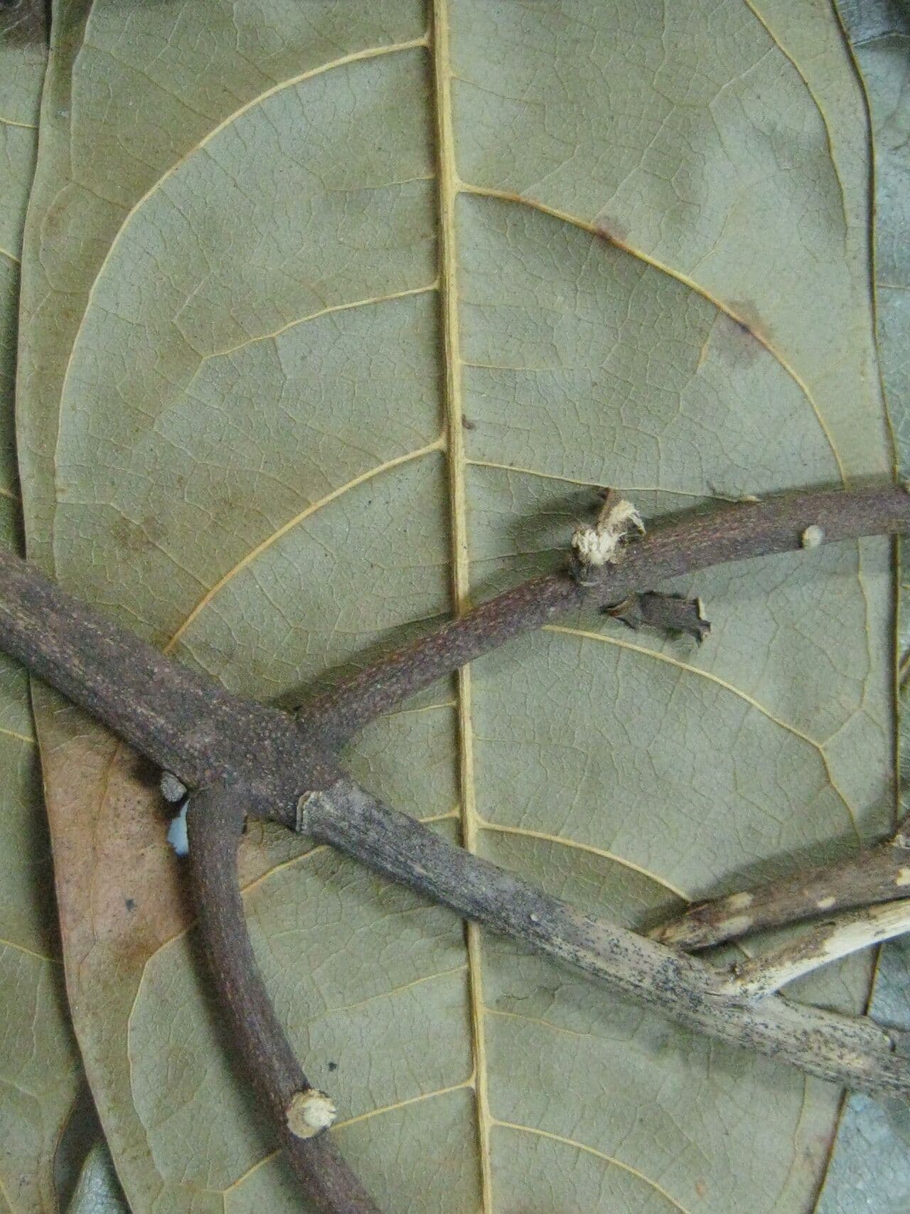 Pseudima 2