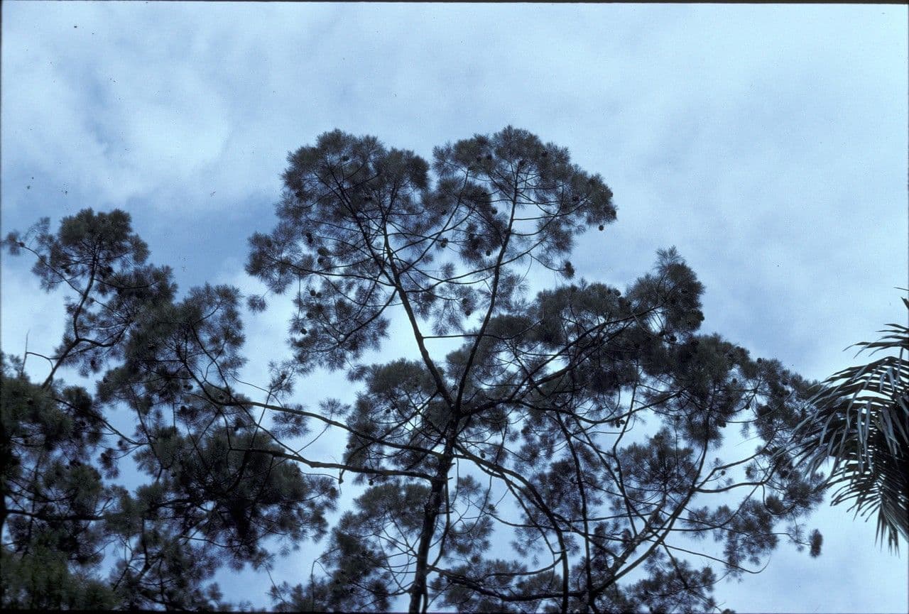 Gymnostoma